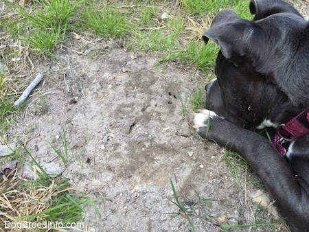 The back of a blue nose American Bully Pit that is looking down at a ants coming out of a hole.