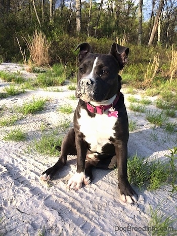 A blue nose American Bully Pit is sitting in sand and she has sand all over her mouth and nose.