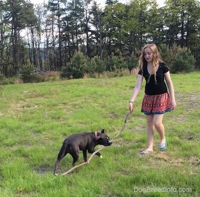 A girl in a black shirt is holding the end of a stick. The stick is also in the mouth of a blue nose American Bully Pit.