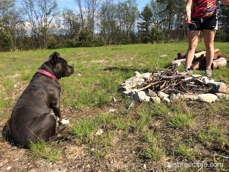 A blue nose American Bully Pit is sitting in grass and looking at a bundle of sticks that are inside of a fire pit made out of sand stone rocks.