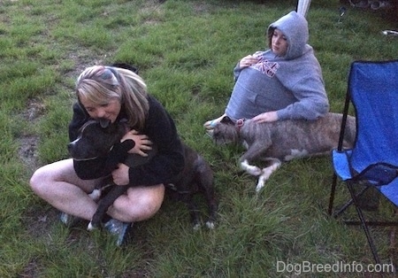 A girl with colorful hair is sitting in grass and she is hugging a blue nose American Bully Pit. Behind her there is a girl covering herself with a grey hoodie petting a blue nose Pit Bull Terrier that is sleeping on its right side.