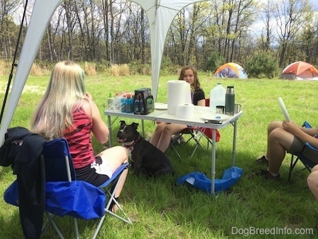 Four people are sitting around at tent at a table. Under the table is a blue nose American Bully Pit. She has her mouth open and tongue out. It looks like she is smiling.