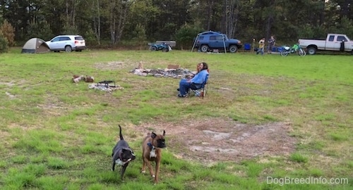 A blue nose American Bully Pit has a bone in her mouth and she is running across a field with a brown with black and white Boxer. There are people sitting in lawn chairs in the middle of the field. In the background there is a line of cars, tents and 4x4s.