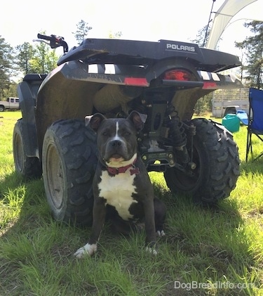 A blue nose American Bully Pit is sitting in grass and behind her is a Polaris 4x4.