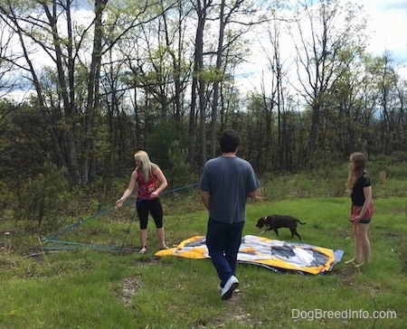 A man and two girls are standing in a grassy area and setting up a tent. Walking behind the downed tent is a blue nose American Bully Pit