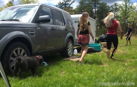 A blue nose American Bully Pit has an empty bottle in her mouth and is following behind two girls.