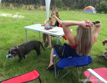 A blue nose American Bully Pit is standing in grass and she has an empty water bottle in her mouth. There is a lady making a sandwich at a table behind the dog. Next to her is a girl with her hands on her head sitting in a lawn chair.