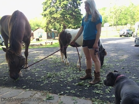A blonde haired girl is holding the reins of a brown with white Horse. The Horse is eating clumps of grass on a black top surface. There is a brown and white paint pony behind her and a blue nose American Bully is looking at them.