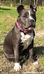 Close up - A blue nose American Bully Pit puppy is sitting in dirt and looking to the right.