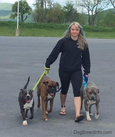A girl with colorful hair is leading a pack of dogs in a walk across a parking lot.