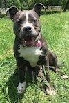 Close up - A blue nose American Bully Pit puppy is sitting in grass and she is looking forward. Her mouth is open and it looks like she is smiling.