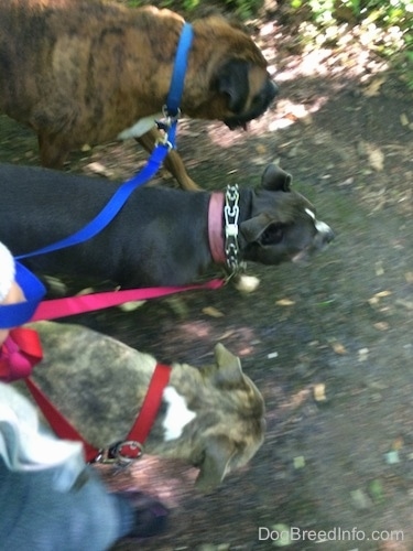 Three dogs are walking across a walkway. There is a person leading the dogs.