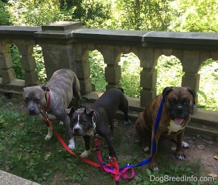 Three dogs are standing in grass in front of a stone barricade.