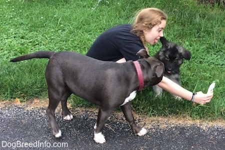 A girl is sticking her tongue out and taking a Selfie with a black with grey Shiloh Shepherd puppy. A blue nose American Bully Pit is looking at the puppy