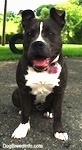 Close up - A blue nose American Bully Pit puppy is sitting on a black top surface. She is looking forward, her mouth is open and it looks like she is smiling.