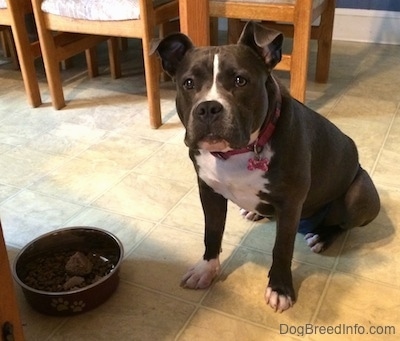 A blue nose American Bully Pit is sitting on a tiled floor and she is looking forward with a food bowl next to her.