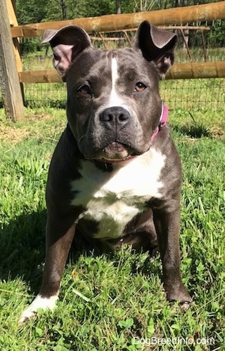 A big headed, wide chested, blue nose American Bully is sitting on grass and she is looking forward. There is a wooden fence behind her.