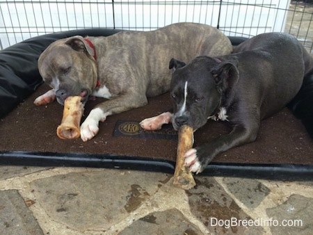 A blue nose Pit Bull Terrier and a blue nose American Bully Pit are laying on a dog bed that is on a stone porch in front of a white farmhouse and chewing on bones.