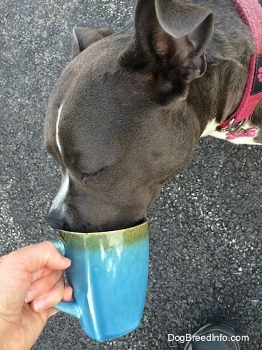 Close up - A blue nose American Bully Pit is licking out of a cup.