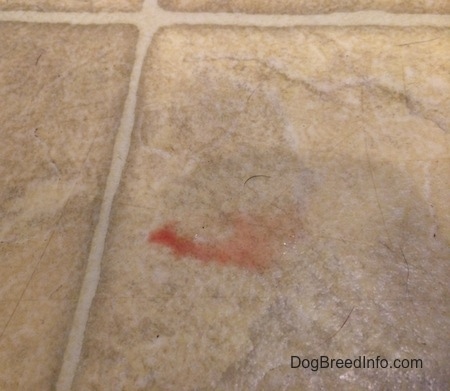 A blood stain on a stone tile.