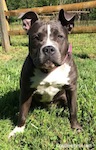 Close up - A blue nose American Bully Pit puppy is sitting in grass and behind her is a wooden fence.