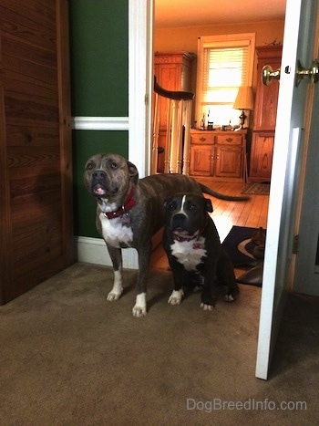 A blue nose Pit Bull Terrier is standing next to a sitting blue nose American Bully Pit in a door way from a living room to a family room. The room has green walls.