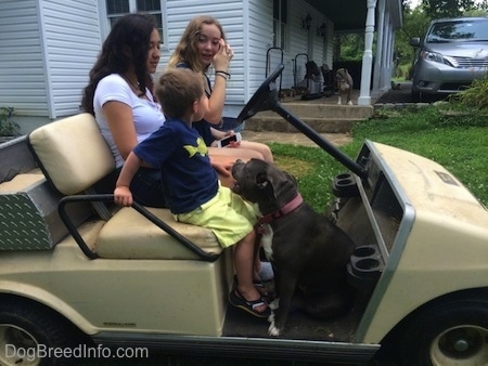 Two girls and a boy are sitting in a golf cart. A blue nose American Bully Pit is sitting in the cart and looking up.
