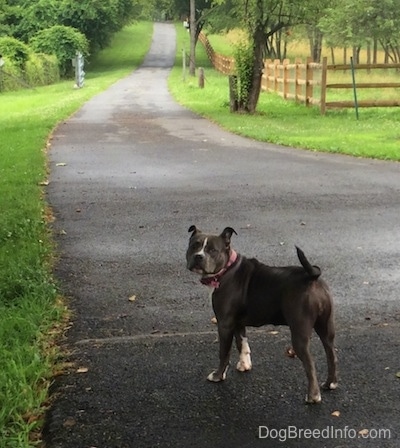 A blue nose American Bully Pit is standing in a long driveway and she is looking back.
