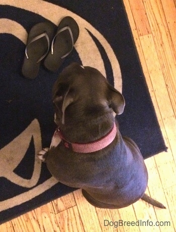 A blue nose American Bully Pit is sitting on a Penn State University door mat and she is looking down at a pair of sandals on the mat.