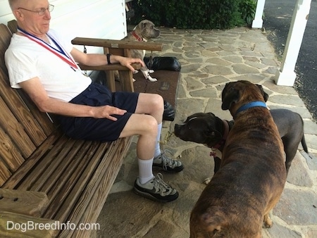A man is sitting in a wooden porch swing and standing in front of him is a blue nose American Bully Pit and standing over top of her is a brown with black and white boxer. There is a third dog sitting against the house to the right of the man.