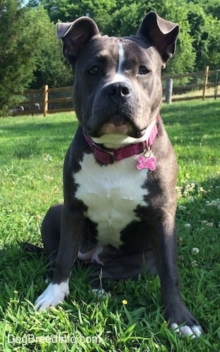 A big-headed, wide-chested, blue nose American Bully Pit is sitting in grass and she is lookinh forward. There is a pink bone ID tag hanging from her pink collar.