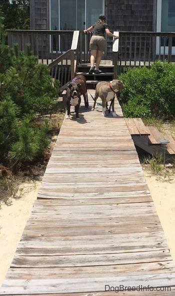 A lady is climbing up a set of wooden stairs to close a deck gate and behind her is a brown brindle Boxer, a blue nose American Bully Pit and a blue nose Pit Bull Terrier they are standing on a wooden deck walkway.