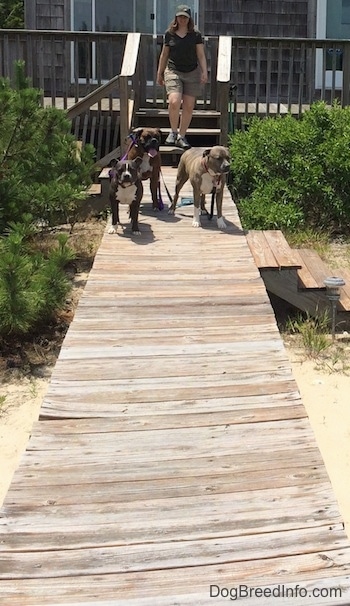 A lady is walking down a set of wooden stairs towards three dogs that are standing on a wooden deck walkway.