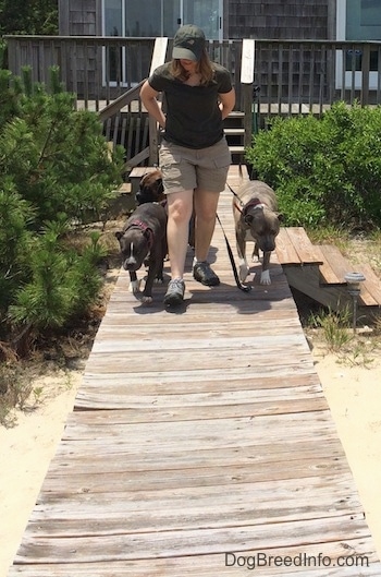 A lady in a green cap is standing in front of the three dogs and is leading them down the wooden walkway.