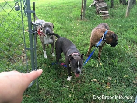 A blue nose Pit Bull Terrier, a blue nose American Bully Pit and a brown with white and black Boxer are standing in grass in front of an open gate. The Boxer is looking to the right. A finger is pointing at the American Bully Pit.
