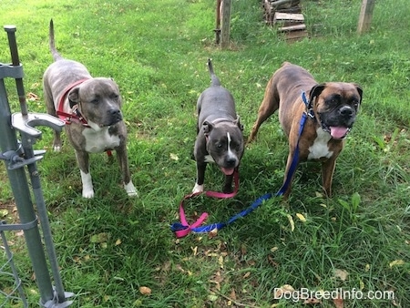 A blue nose Pit Bull Terrier, a blue nose American Bully Pit and a brown with white and black boxer are standing in grass in front of an open gate looking forward.