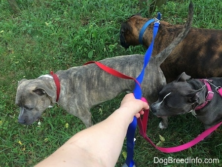 A blue nose Pit Bull Terrier, a blue nose American Bully Pit and a brown brindle Boxer are standing in grass. There is a persons hand holding the leashes.