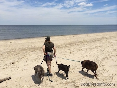A lady is leading a blue nose Pit Bull Terrier, a blue nose American Bully Pit and a brown brindle Boxer up a beach to a body of water.