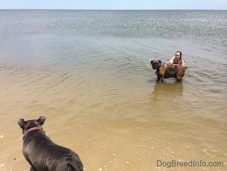 A brown brindle Boxer is standing in a body of water and there is a person kneeling in the water behind the dog. There is a blue nose American Bully Pit that is looking over at the Boxer in water.