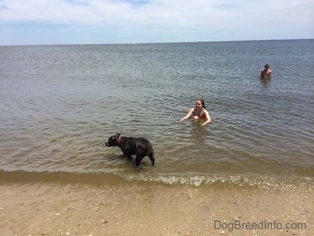 A blue nose American Bully Pit is standing in water and she is moving to the left. There is a girl kneeling in the water and in the background, there is a man in the water.