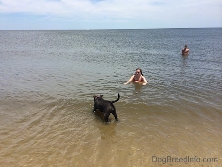 A blue nose American Bully Pit is running into the water. There is a girl kneeling in the water and there is a man in the background.