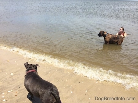 A brown brindle Boxer is standing in a body of water as a wave is coming in. There is a person kneeling behind him. There is a blue nose American Bully Pit standing on sand looking at the Boxer.