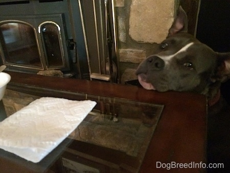 A blue nose American Bully Pit is sticking her head on a coffee table and looking at a paper towel on the table. There is a wood burning stove fireplace next to her.