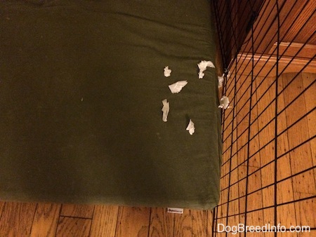 Pieces of chewed up paper towel on a green orthopedic dog bed pillow.