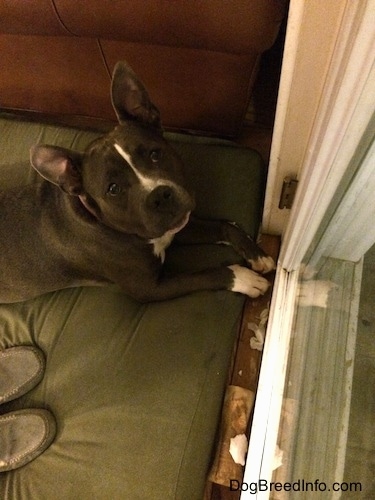 A blue nose American Bully Pit is laying on a green orthopedic dog bed pillow and looking up. There are chewed up paper towel pieces in front of her.