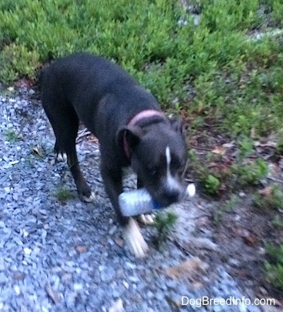 A blue nose American Bully Pit has a water bottle in her mouth and she is walking down a rocky path.