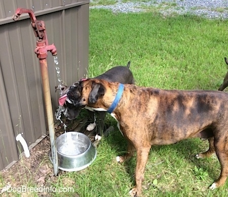 A brown brindle Boxer and a blue nose American Bully Pit are drinking water coming out of a water pump instead of waiting for it to fill up a water bowl.