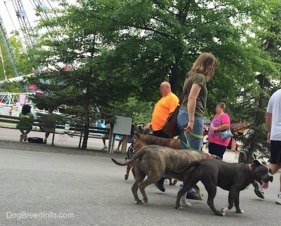 A blue nose American Bully Pit, a brown brindle Boxer and a blue nose Pit Bull Terrier are being led on a walk across a park.