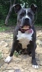 Close up - A blue nose American Bully Pit is sitting in dirt and she is looking forward.