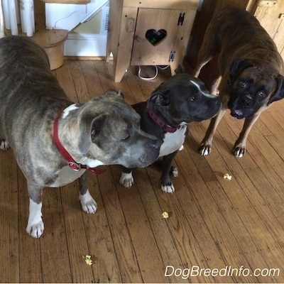 A blue nose Pit Bull Terrier, a blue nose American Bully Pit and a brown brindle Boxer are standing and sitting on a hardwood floor. THere are pieces of scramled egg on the floor in front of each dog.